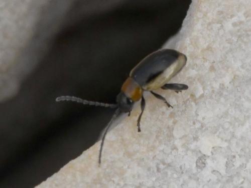 Réf. 218 457 : Longitarsus dorsalis